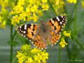 Distelvlinder, Vanessa cardui